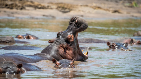 Hippo in water with wide open mouth. East Africa. Tanzania. Serengeti National Park.の写真素材