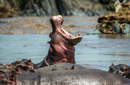 Hippo in water with wide open mouth. East Africa. Tanzania. Serengeti National Park.の写真素材