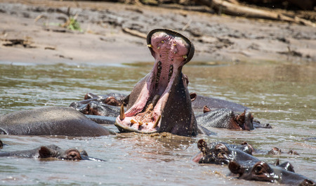 Hippo in water with wide open mouth. East Africa. Tanzania. Serengeti National Park.の写真素材
