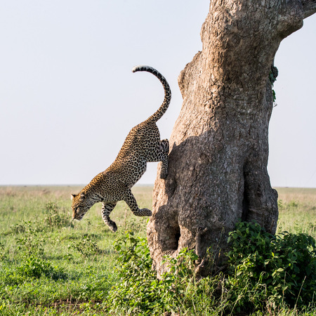 Leopard in the savannah. National Park. Kenya. Tanzania. Maasai Mara. Serengeti. An excellent illustration.の写真素材