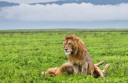 Two big lions in the savannah. Africa. Tanzania. Serengeti National Park.の写真素材