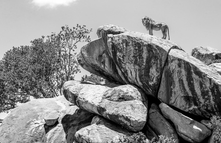 Big male lion on a big rock. Serengeti National Park. Tanzania. An excellent illustration.の写真素材