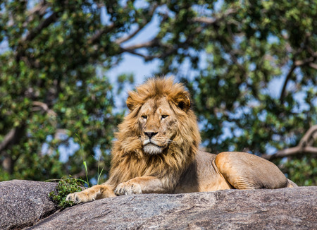 Big male lion on a big rock. Serengeti National Park. Tanzania. An excellent illustration.の写真素材