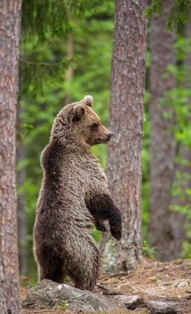 Bear stands on its hind legs and looks out to the distance in the middle of the forest. Summer. Finland.の写真素材