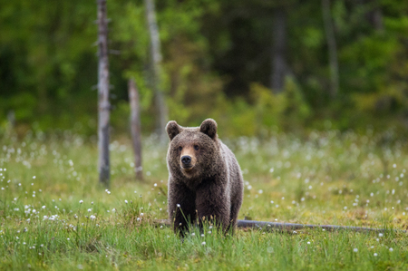 One bear on the forest. Summer. Finland.の写真素材
