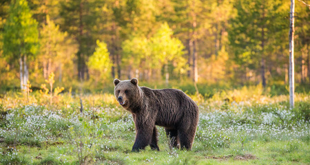 One bear in the background of a beautiful forest. Summer. Finland.の写真素材