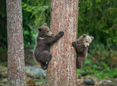 Bear cubs on a tree in the forest. Summer. Finland.の写真素材