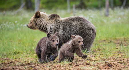 Two cubs play with each other next to the she-bear. Summer. Finland.の写真素材