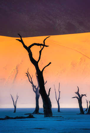 Dead acacia trees on the background of sand dunes and stripes of morning fog. A very rare natural phenomenon for these places. Stunning light, color and shape. Africa. Landscapes of Namibia. Sossusvleの写真素材