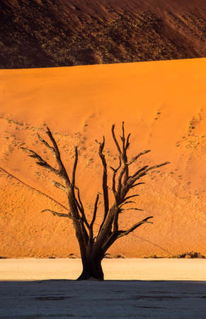Dry beautiful trees on the background of the red dunes with a beautiful texture of sand. Africa. Landscapes of Namibia. Sossusvlei. Namib-Naukluft National Park.の写真素材