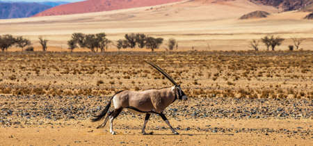 Oryx antelope on the background of the beautiful dunes on the Sossusvlei desert. Africa. Landscapes of Namibia. Sossusvlei. Deadvlei Namib-Naukluft National Park.の写真素材