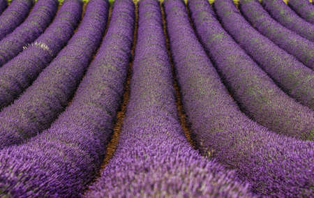 Fragment of a lavender field with picturesque bushes of lavender. France Provence Plateau Valensole.の写真素材