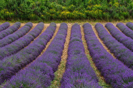 Picturesque lavender field. France Provence Plateau Valensole.の写真素材