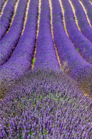 Fragment of a lavender field with picturesque bushes of lavender. France Provence Plateau Valensole.の写真素材