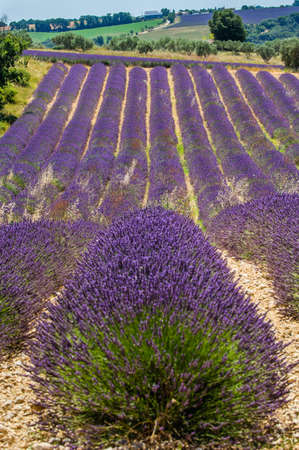 Fragment of a lavender field with picturesque bushes of lavender. France Provence Plateau Valensole.の写真素材