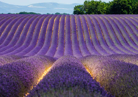 Picturesque lavender field against the backdrop of mountains in the distance. France Provence Plateau Valensole.の写真素材