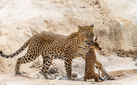 Leopard with prey is on the road. Very rare shot. Sri Lanka. Yala national parkの写真素材