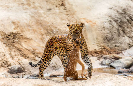 Leopard with prey is on the road. Very rare shot. Sri Lanka. Yala national parkの写真素材