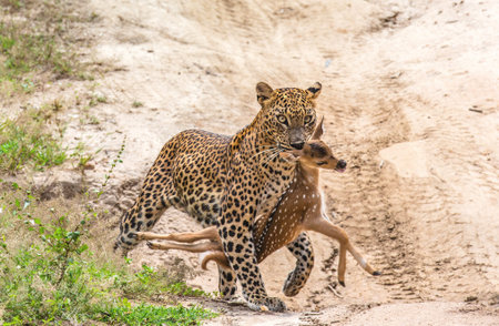 Leopard with prey is on the road. Very rare shot. Sri Lanka. Yala national park
