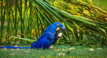 Hyacinth Macaw is sitting on the grass and eating nuts. South America Brazil Pantanal National Park.の写真素材