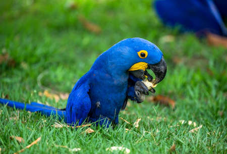 Hyacinth Macaw is sitting on the grass and eating nuts. South America Brazil Pantanal National Park.の素材 [FY310151489468]