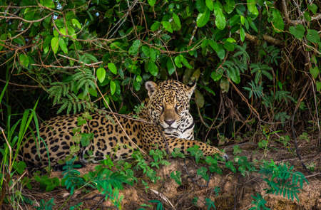 Jaguar lies on the ground among the jungle. Close-up. South America Brazil Pantanal National Park.の写真素材