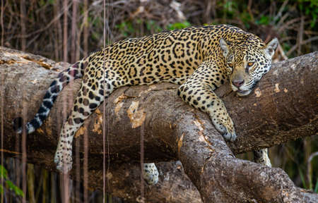 Jaguar lies on a picturesque tree in the middle of the jungle. South America Brazil Pantanal National Park.の写真素材