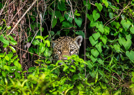Jaguar is hiding in the grass. South America Brazil Pantanal National Park.