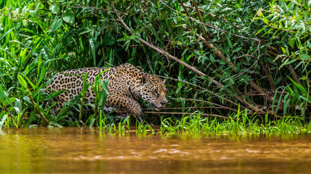 Jaguar attacks its prey. Jump into the water from the shore. South America Brazil Pantanal National Park.の写真素材