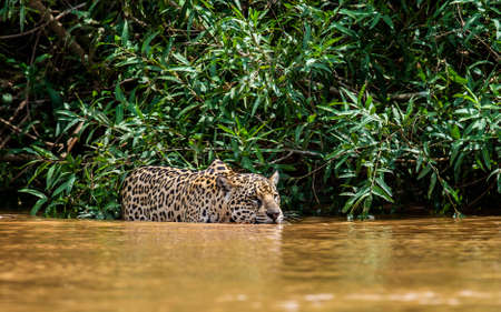 Jaguar attacks its prey in the water. South America Brazil Pantanal National Park.の写真素材
