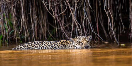 Jaguar is swimming on the river. South America Brazil Pantanal National Park.の写真素材