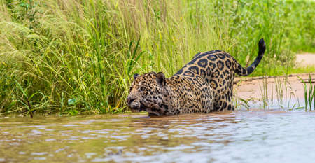 Jaguar is swimming on the river. South America Brazil Pantanal National Park.の写真素材