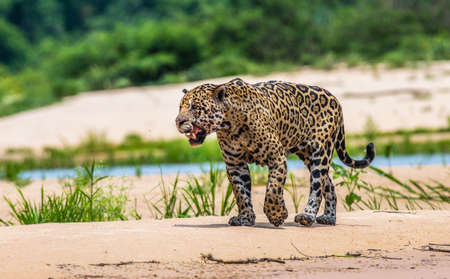 Jaguar walks along the sand along the river against the backdrop of beautiful nature. South America Brazil Pantanal National Park.の写真素材