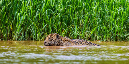 Jaguar is swimming on the river. South America Brazil Pantanal National Park.の写真素材
