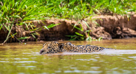 Jaguar is swimming on the river. South America Brazil Pantanal National Park.の写真素材