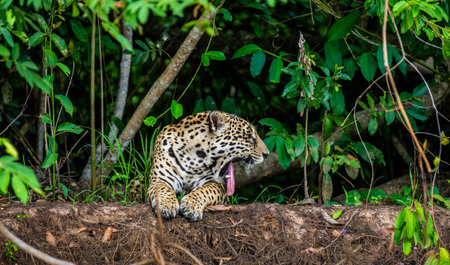 Jaguar lies on the ground among the jungle and yawns. Close-up. South America Brazil Pantanal...