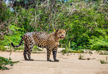 Jaguar stands on the sand against the backdrop of a picturesque landscape. South America Brazil Pantanal National Park.の写真素材