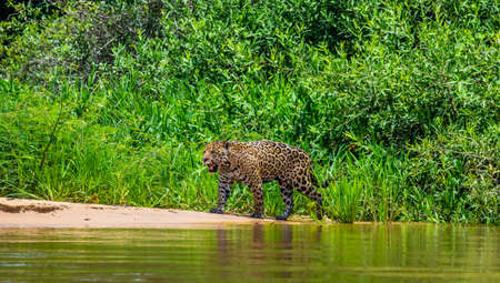 Jaguar walks along the sand along the river against the backdrop of beautiful nature. South America Brazil Pantanal National Park.の写真素材