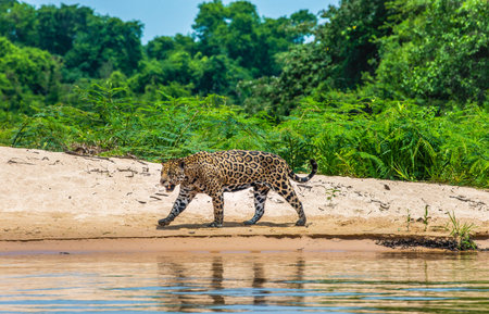Jaguar walks along the sand along the river against the backdrop of beautiful nature. South America...