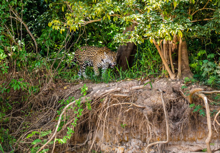 Jaguar walks along the grass along the river bank. South America Brazil Pantanal National Park.