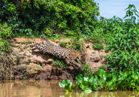Jaguar attacks its prey. Jump into the water from the shore. South America Brazil Pantanal National Park.の写真素材