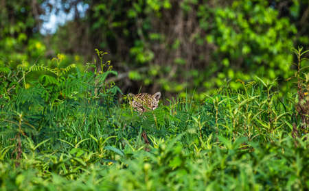Jaguar is hiding in the grass. South America Brazil Pantanal National Park.の写真素材