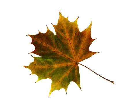 Autumn maple leaf on a light background. Natural color.