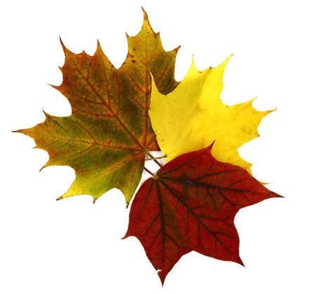 Several maple autumn leaves of different colors on a light background. Natural color.