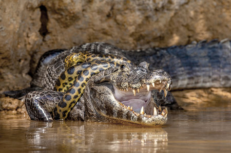 Cayman (Caiman crocodylus yacare) vs Anaconda (Eunectes murinus). Cayman caught an anaconda. Anaconda strangles the caiman. brazil. pantanal. Porto Jofre. matogrosso. Cuiaba Riverの写真素材