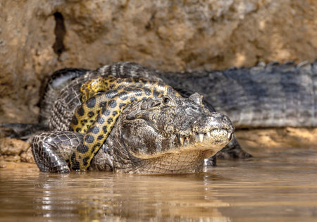Cayman (Caiman crocodylus yacare) vs Anaconda (Eunectes murinus). Cayman caught an anaconda. Anaconda strangles the caiman. brazil. pantanal. Porto Jofre. matogrosso. Cuiaba Riverの写真素材