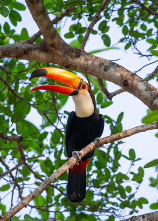 Toco toucan (Ramphastos toco) is sitting on a tree branch. Brazil. Pantanal.の写真素材