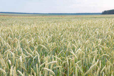 A field with ears of wheat. wheatfield landscape.の写真素材