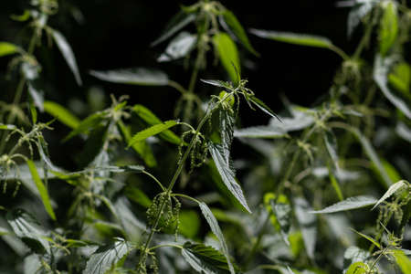 Thickets of nettles. Urtica dioica - common nettle. fresh nettle leaves. medical plant. Blurred background.の写真素材