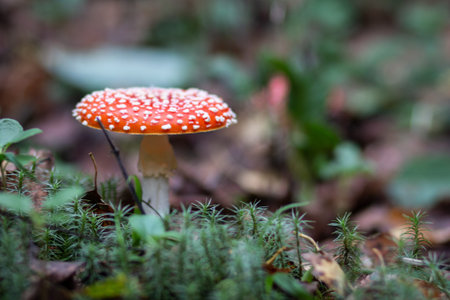 Red poisonous fly agaric in the forest. close-up. Fly agaric red.
